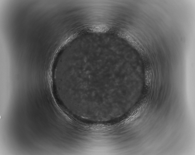 X0000093400634200710260918