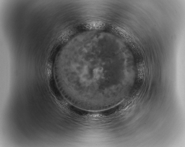 X0000093400695200710260917