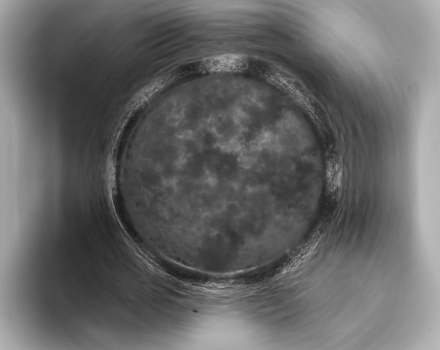 X0000093400725200710260917