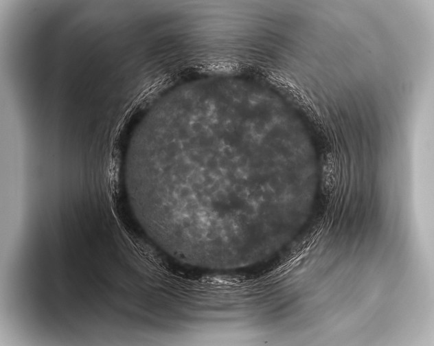 X0000093400739200710260917