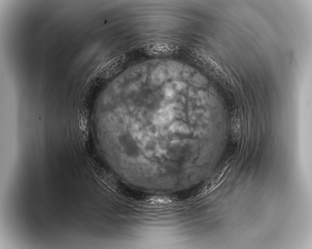 X0000093400749200710260917