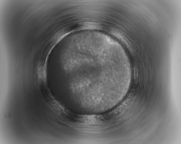 X0000093400828200710260915