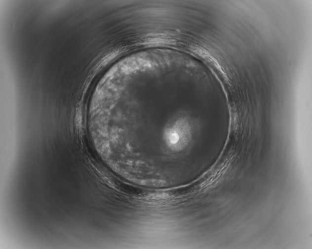 X0000093400882200710260915