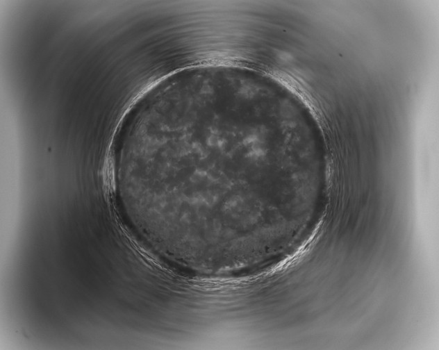 X0000093400925200710260914