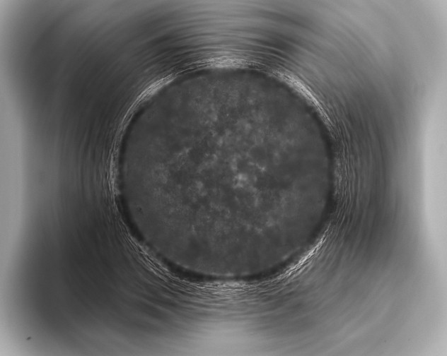 X0000093400930200710260914