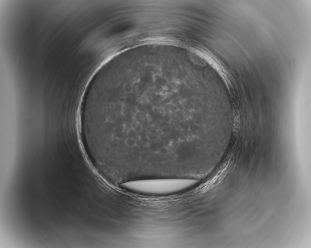 X0000093400999200710260913