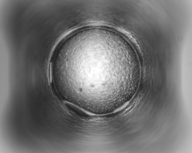 X0000093401175200710260911