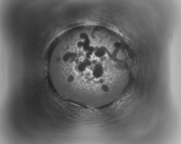 X0000093401255200710260910