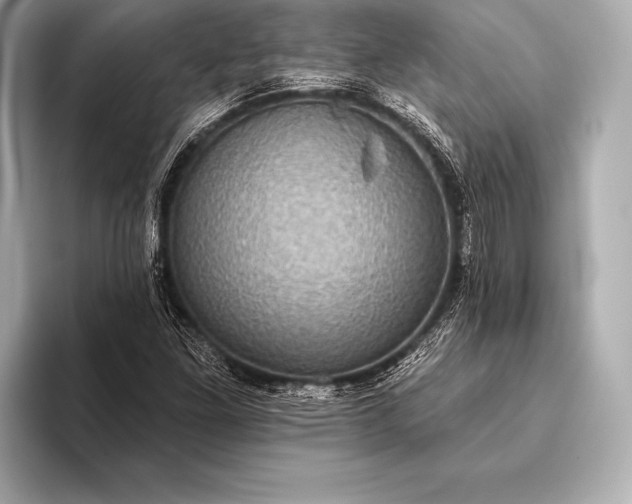 X0000093401261200710260910