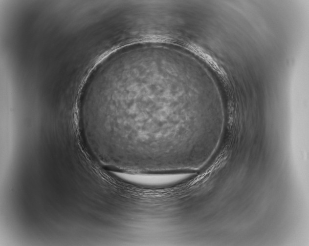 X0000093401264200710260910