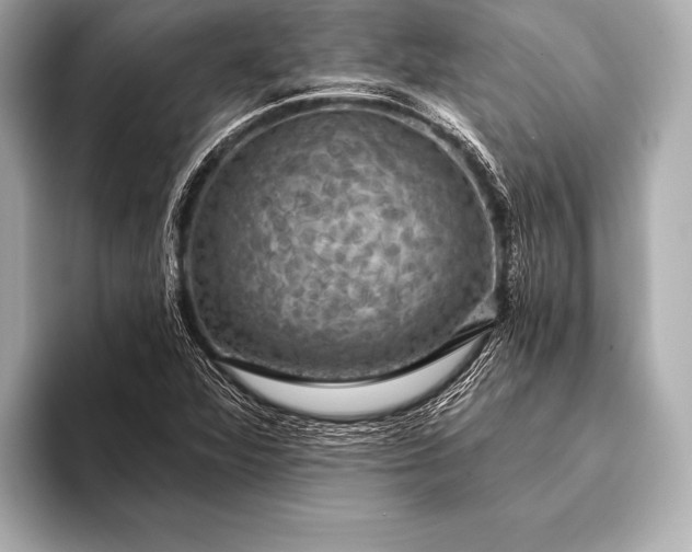 X0000093401360200710260908