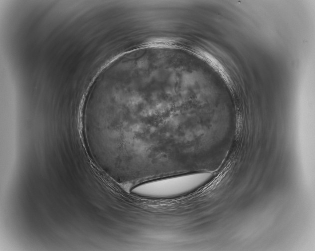 X0000093401435200710260908