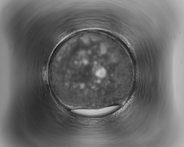 X0000093401513200710260906