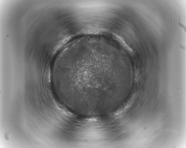 X0000093400068200711020943