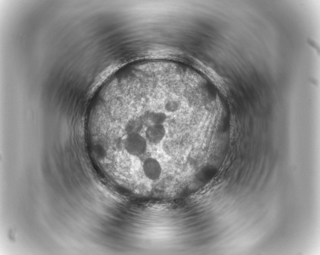 X0000093400155200711020942