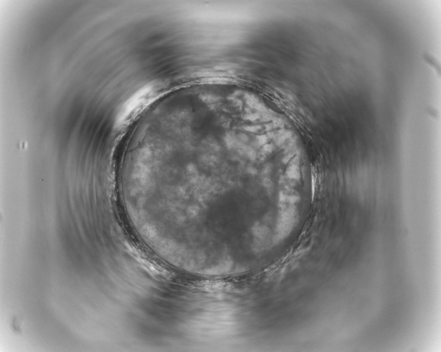 X0000093400339200711020939