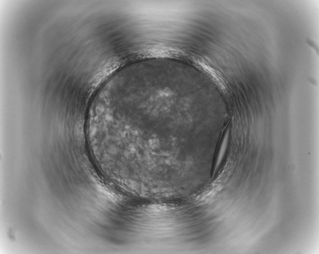 X0000093400394200711020939