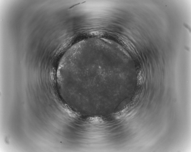 X0000093400424200711020938