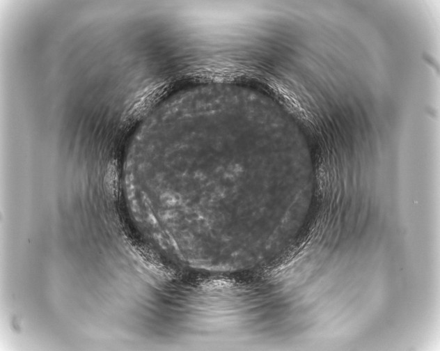 X0000093400594200711020936