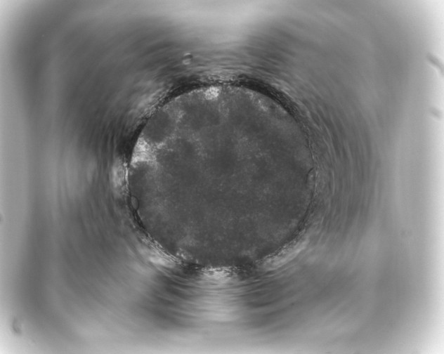 X0000093400624200711020936