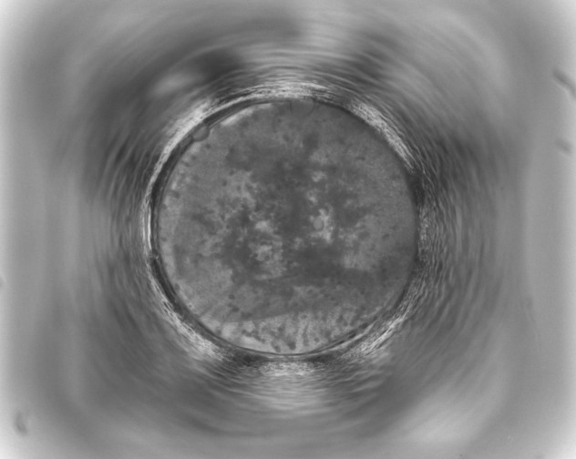 X0000093401083200711020931