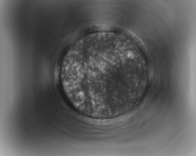 X0000093400026200711091349