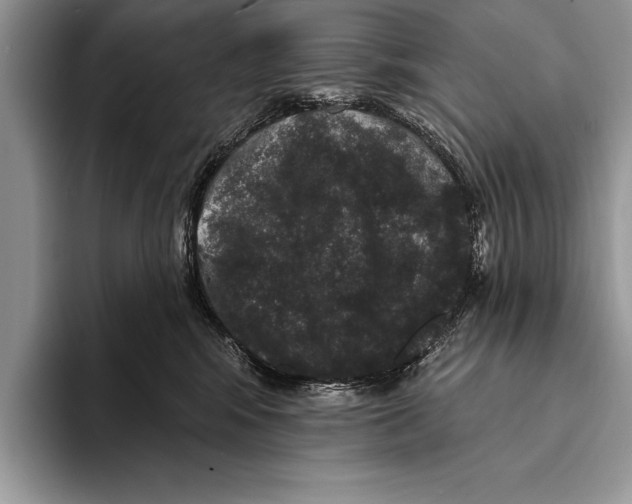 X0000093400424200711091344