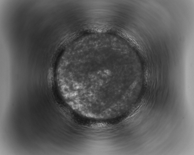 X0000093400594200711091342