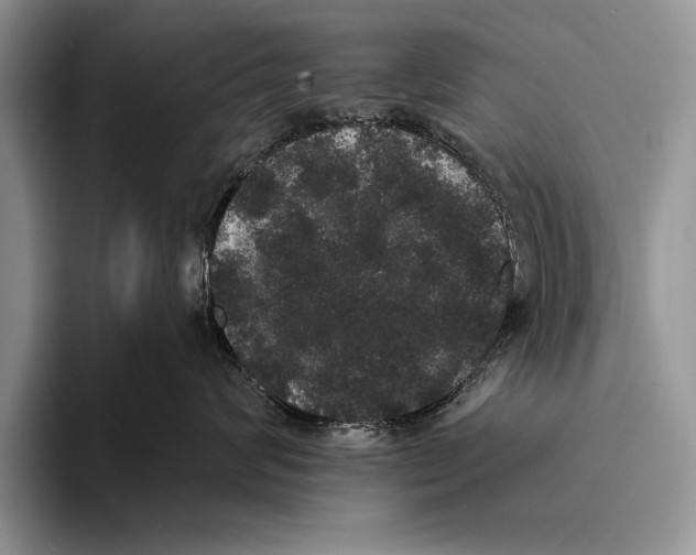 X0000093400624200711091342