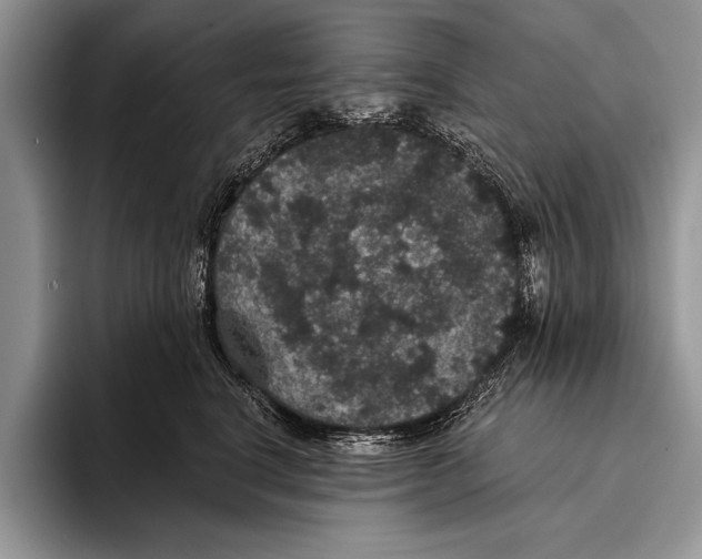 X0000093400664200711091342