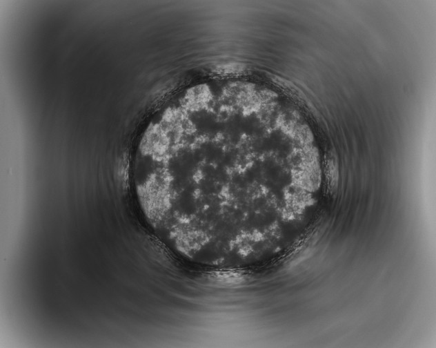 X0000093400668200711091342