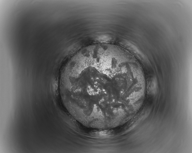 X0000093410365200710190950