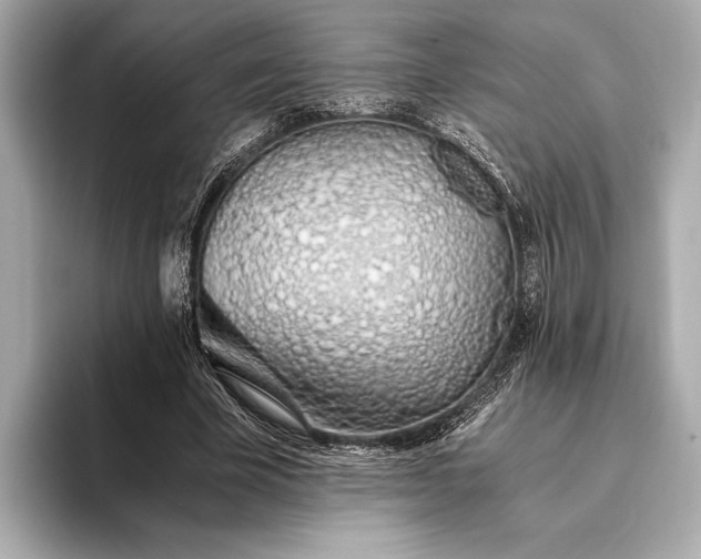 X0000093410585200710260939