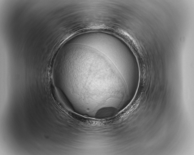 X0000093411361200710260929