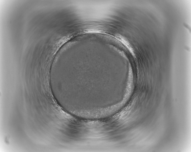 X0000093410385200711021000