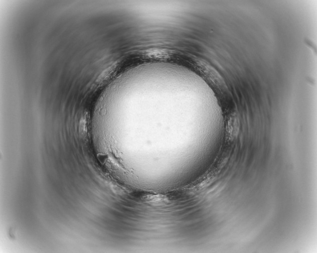 X0000093410424200711020959