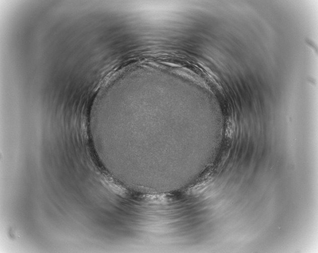 X0000093410524200711020958