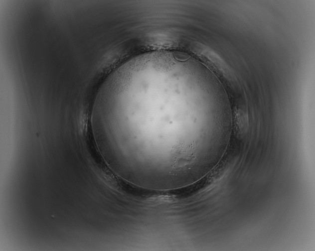 X0000093420499200710121146