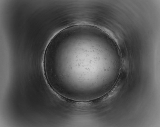 X0000093420863200710121142