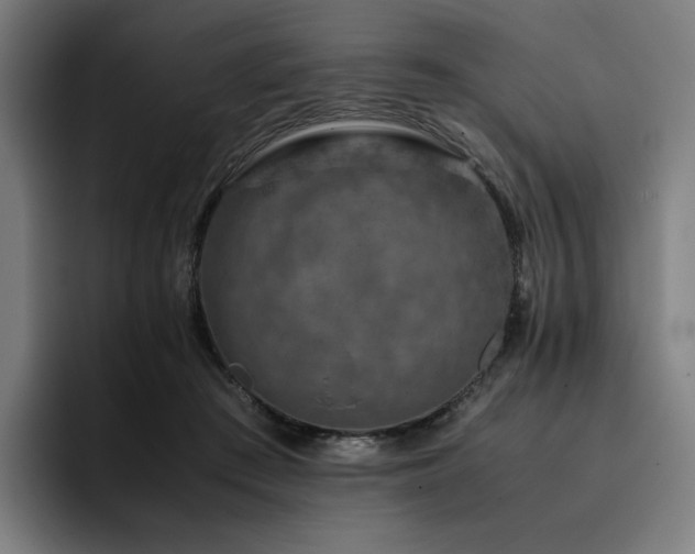 X0000093430409200710121205