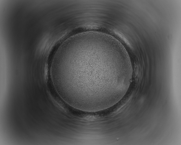 X0000093430494200710121204