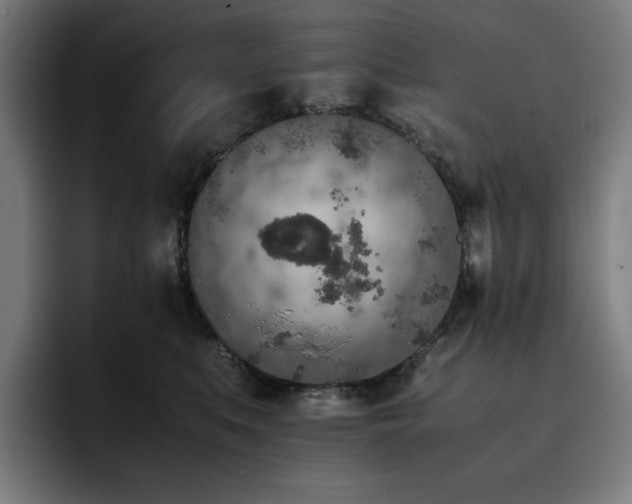 X0000093430519200710121204