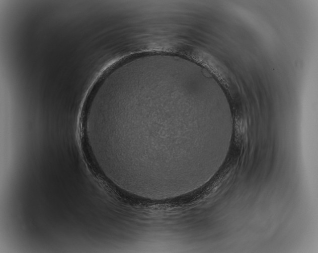 X0000093430628200710121202