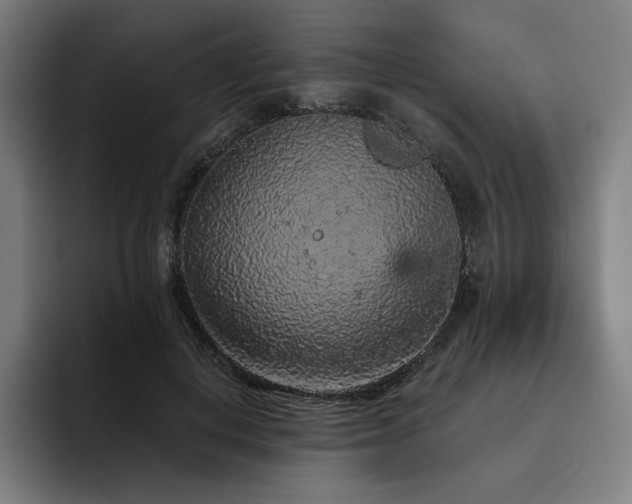 X0000093430648200710121202