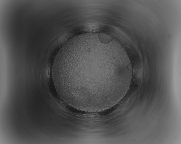 X0000093430652200710121202