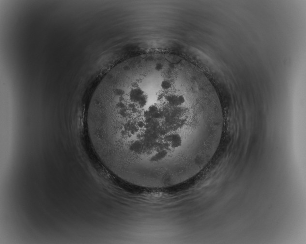 X0000093430695200710121202