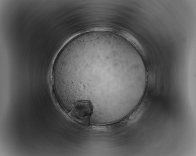 X0000093430852200710121200