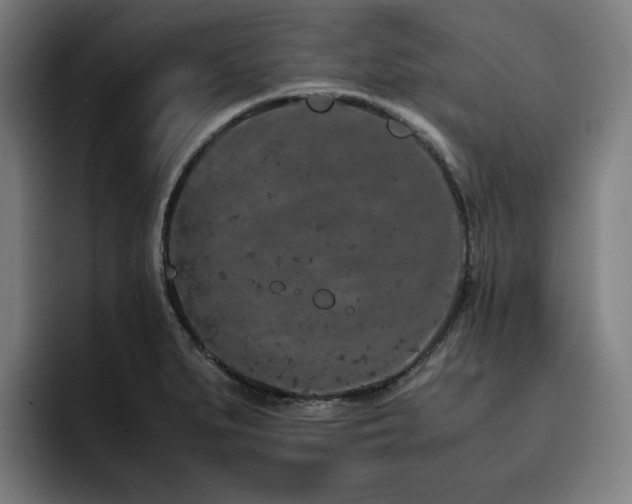 X0000093431279200710121155