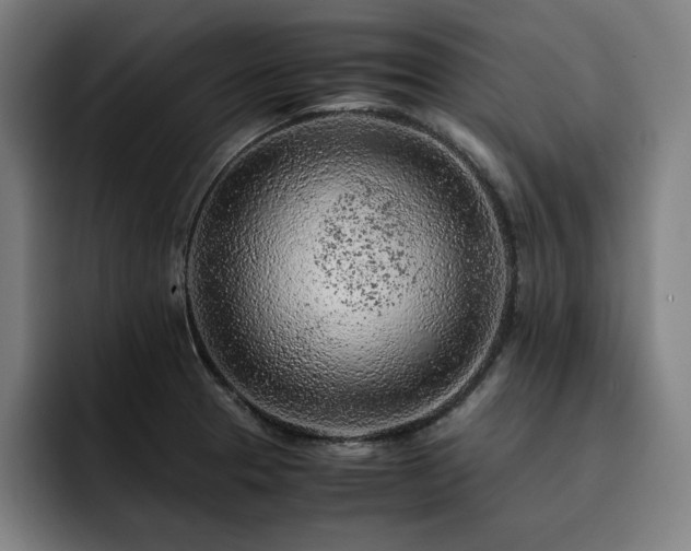 X0000093431329200710121154