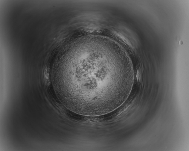 X0000093431396200710121153